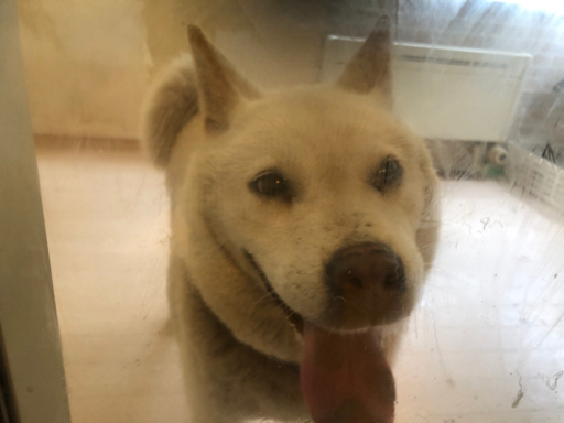 北海道犬 アイヌ犬 里親決定しました じゅじゅ 桔梗のその他の里親募集 ジモティー 北海道犬 アイヌ犬 里親決定しました じゅじゅ 桔梗のその他の里親募集 ジモティー
