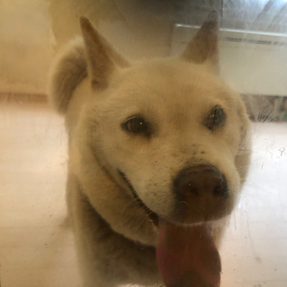 北海道犬 アイヌ犬 里親決定しました じゅじゅ 桔梗のその他の里親募集 ジモティー