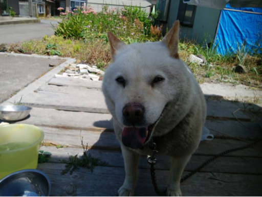北海道犬 アイヌ犬 里親決定しました じゅじゅ 桔梗のその他の里親募集 ジモティー