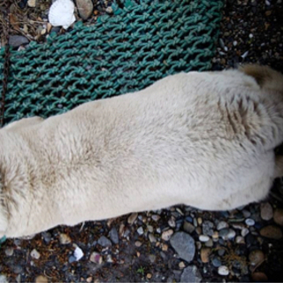 北海道犬 アイヌ犬 里親決定しました じゅじゅ 桔梗のその他の里親募集 ジモティー