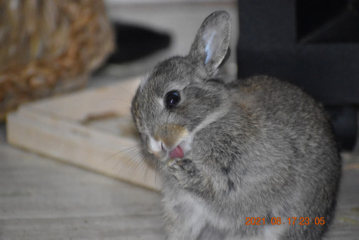 募集一時中止 ウサギの赤ちゃん すず 滝川のその他の里親募集 ジモティー