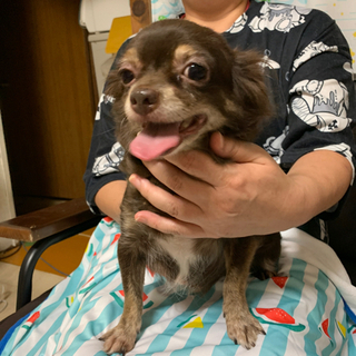 成犬チワワ  女の子  無事飼い主さん見つかりました😊