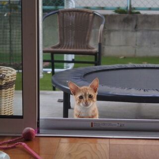 4か月くらいの外猫ちゃん 飼い主はいないようです 麓百合 尾道の猫の里親募集 ジモティー