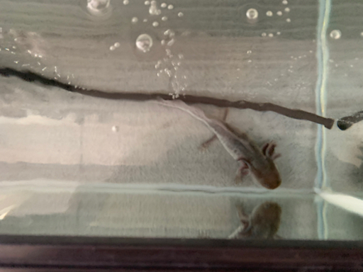 里親募集ウーパールーパー 約cm 性別不明 大橋周真 船橋のその他の中古あげます 譲ります ジモティーで不用品の処分