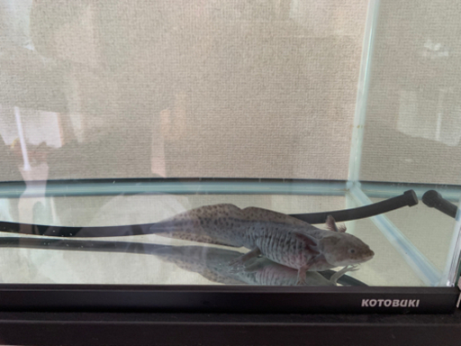 里親募集ウーパールーパー 約cm 性別不明 大橋周真 船橋のその他の中古あげます 譲ります ジモティーで不用品の処分