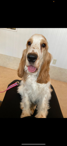 1歳2ヶ月オス イングリッシュコッカースパニエル M 三郷のその他の里親募集 ジモティー