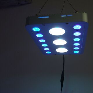 ボルクスジャパン Grassy Solare Reef