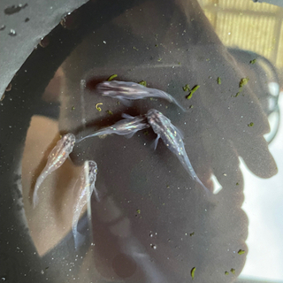 中古メダカが無料 格安で買える ジモティー