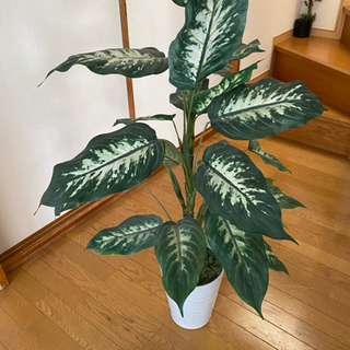 受け渡し予定者決まりました。観葉植物お譲り致します。