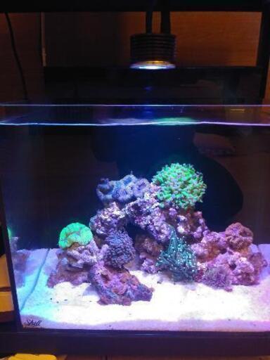 海水魚、サンゴ、飼ってみませんか？