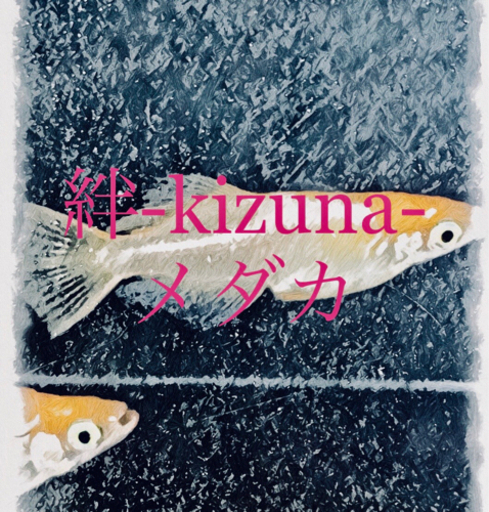 8 28 土 メダカ販売 絆 Kizuna 萩原のフリーマーケットのイベント参加者募集 無料掲載の掲示板 ジモティー