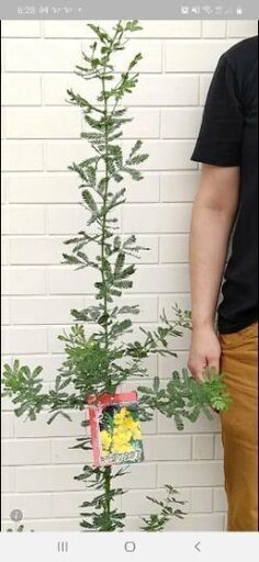 ミモザ アカシア140cm 鉢植え ガーデニング かな 朝日野の家庭用品 ガーデニング の中古あげます 譲ります ジモティーで不用品の処分
