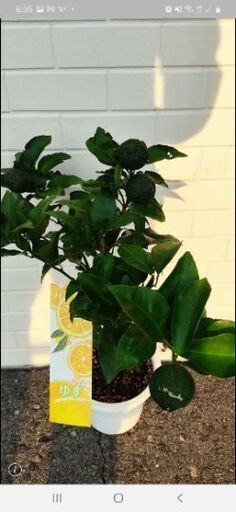 柚子の木 ゆず 鉢植え ガーデニング かな 朝日野の家庭用品 ガーデニング の中古あげます 譲ります ジモティーで不用品の処分