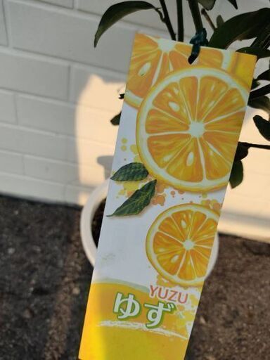柚子の木 ゆず 鉢植え ガーデニング かな 朝日野の家庭用品 ガーデニング の中古あげます 譲ります ジモティーで不用品の処分