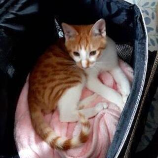 里親様募集 お魚 南甲府の猫の里親募集 ジモティー