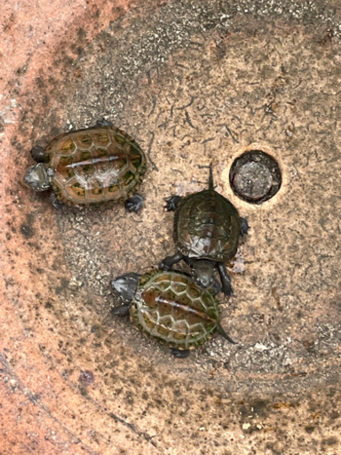 今年春孵化したクサガメ くろがね 新居浜のその他の里親募集 ジモティー