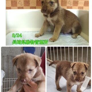 神奈川県のその他 犬 の里親募集 ジモティー