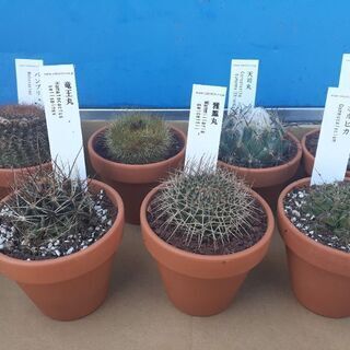 【ネット決済】サボテン 7鉢セット 鉢植え 植物