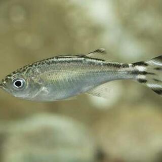 ギンユゴイ 🐠海水魚🐠