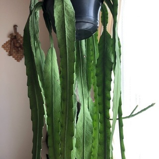 クジャクサボテン　植物 クジャクサボテン 植物