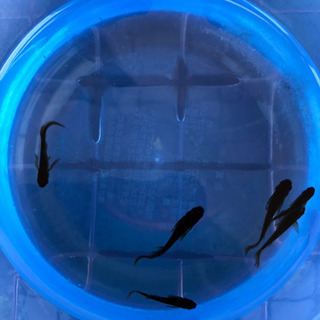 中古メダカオロチが無料 格安で買える ジモティー