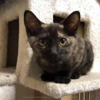 愛知県 名古屋市の猫の里親募集｜ジモティー