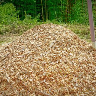 竹チップ　千葉県君津で伐採した竹です　