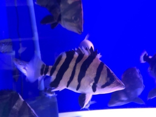 ダトニオ　レモンイエロー