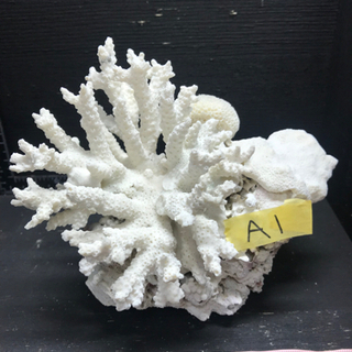 サンゴ 珊瑚 飾りサンゴ a1