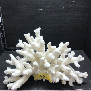 サンゴ 珊瑚 飾りサンゴ a2