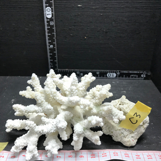 サンゴ 珊瑚 飾りサンゴ c3