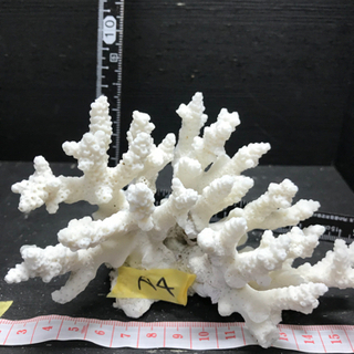 サンゴ 珊瑚 飾りサンゴ a4