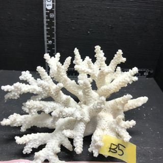 サンゴ 珊瑚 飾りサンゴ b5