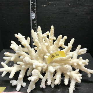 サンゴ 珊瑚 飾りサンゴ b6