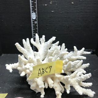abc7 サンゴ 珊瑚 飾りサンゴ