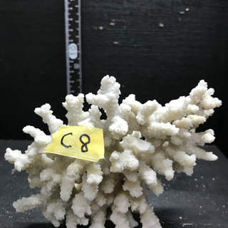 c8 サンゴ 珊瑚 飾りサンゴ