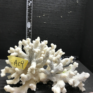 ac9 サンゴ 珊瑚 飾りサンゴ