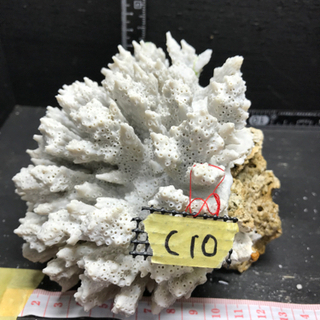 c10 サンゴ 珊瑚 飾りサンゴ