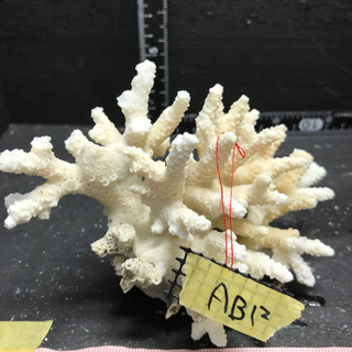 ab12 サンゴ 珊瑚 飾りサンゴ