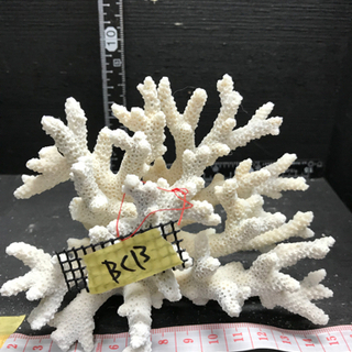 bc13 サンゴ 珊瑚 飾りサンゴ