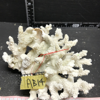 ab14 サンゴ 珊瑚 飾りサンゴ