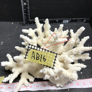 ab16 サンゴ 珊瑚 飾りサンゴ