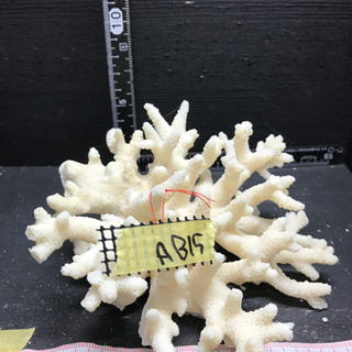 ab15 サンゴ 珊瑚 飾りサンゴ