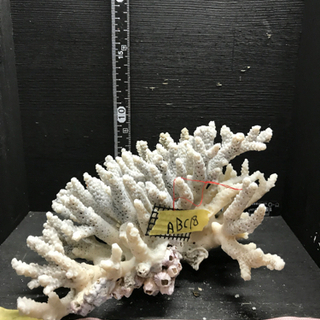abc18 サンゴ 珊瑚 飾りサンゴ