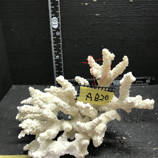 ab20 サンゴ 珊瑚 飾りサンゴ