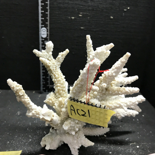 ac21 サンゴ 珊瑚 飾りサンゴ