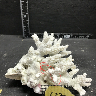 c22 サンゴ 珊瑚 飾りサンゴ
