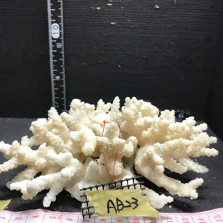 ab23 サンゴ 珊瑚 飾りサンゴ