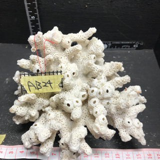 ab24 サンゴ 珊瑚 飾りサンゴ