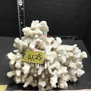ac25 サンゴ 珊瑚 飾りサンゴ